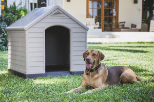  Como enseñar un perro a la caseta.