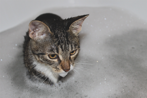  Cómo lavar a un gato si le tiene miedo al agua.