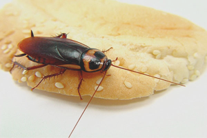  Paano lason ang cockroaches boric acid