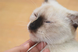  Cómo calmar a un gato durante el estro