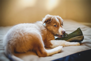  Cómo destetar a un perro para roer cosas.