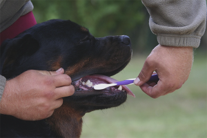  Cómo cepillar los dientes de tu perro