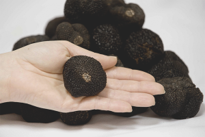 How to grow truffles