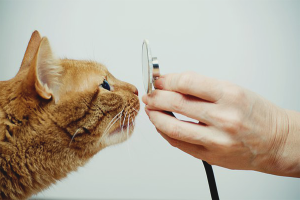  Cómo tratar la secreción nasal de un gato.