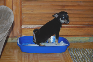  Cómo enseñar un terrier de juguete a la bandeja.