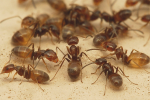  Como llegar a casa hormigas fuera del apartamento.