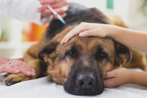  Cómo tratar el moquillo en los perros.