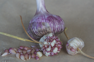  Bagaimana untuk menanam bawang putih dari bulbochek