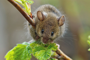  Kako se nositi s miševima u zemlji