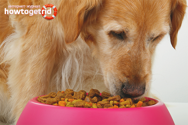  كيفية إطعام الكلب الغذاء الجاف