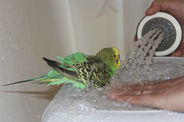  Bagaimana untuk mandi burung kakak tua bergerigi