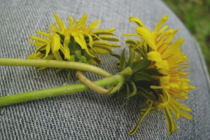  Bagaimana untuk mengelap bintik-bintik dari dandelions