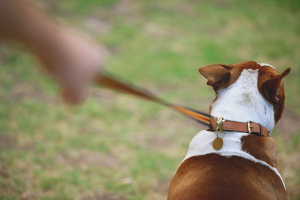  Cómo destetar a un perro tirar de la correa a pasear