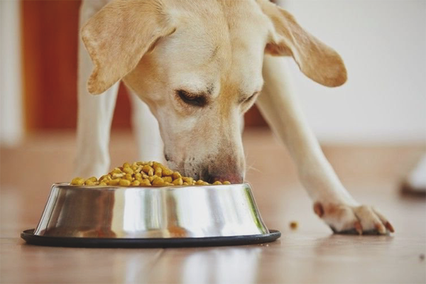  كيفية إطعام الكلب الغذاء الجاف