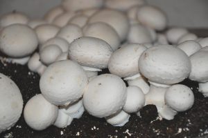  Kako rastu gljive