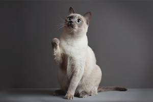  Cómo entrenar a un gato