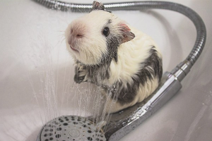  Bagaimana untuk mandi babi guinea