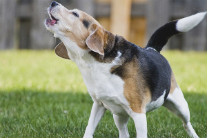  Cómo destetar a un perro para ladrar a otros perros