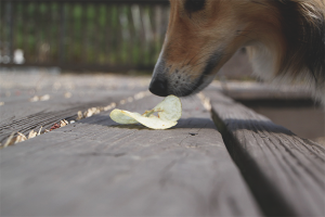  Cómo destetar a un perro para recoger comida en la calle.