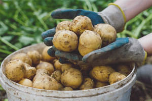  Wie man eine gute Kartoffelernte anbaut