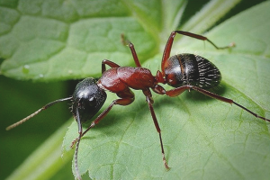  Како се носити са мравима у врту