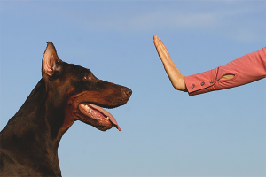  Como enseñar al equipo de perros fu.