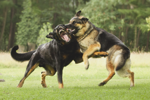  Cómo separar los perros de pelea.