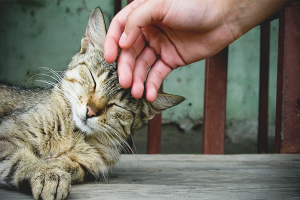  Paano gumawa ng isang cat mapagmahal