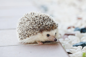  Kung paano mag-aalaga para sa isang hedgehog