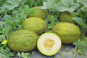  Hur man odlar meloner i det öppna fältet