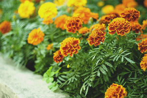  How to grow marigolds from seed