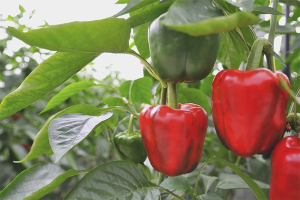  Jak pěstovat papriku