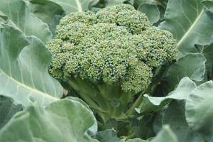  Cara menanam brokoli di taman