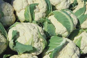  How to grow cauliflower in the open field