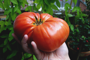  Wie man große Tomaten anbauen kann