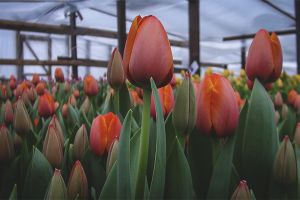  Com cultivar tulipes a l’hivernacle