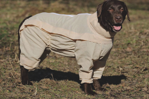  Cómo proteger a un perro de las garrapatas