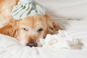  Як лікувати кашель у собаки