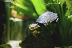  Cómo cuidar una tortuga de agua.