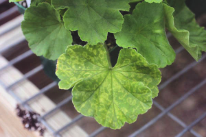  Pourquoi les feuilles de géranium jaunissent et sèchent
