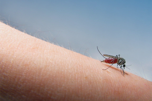  Cómo frotis de mosquitos