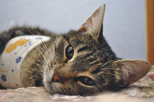  Cómo cuidar a un gato después de la esterilización.