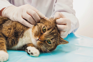  Cómo limpiar las orejas de un gato.