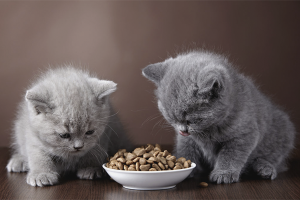  Cómo enseñar a un gatito a secar la comida.