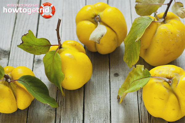  Apa penyakit yang perlu makan quince Jepun