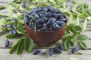  The benefits and harm of honeysuckle