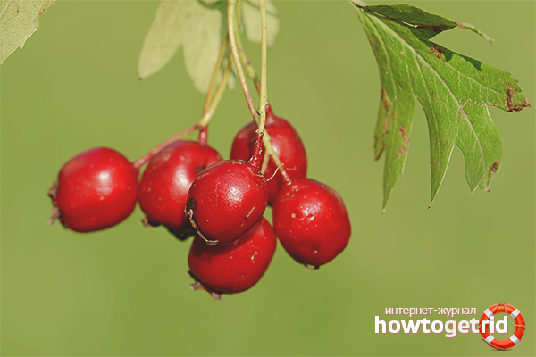 Berry Hawthorn - manfaat dan kemudaratan kepada badan