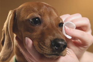  Que laver les yeux du chien