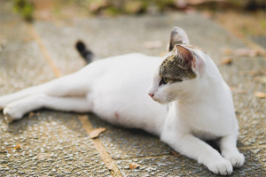  Cómo entender que una gata está embarazada.