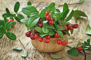  Cómo tomar lingonberry para la cistitis.